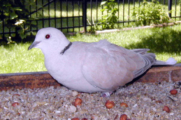 dove.white.jpg