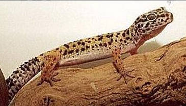 leopardgecko.jpg